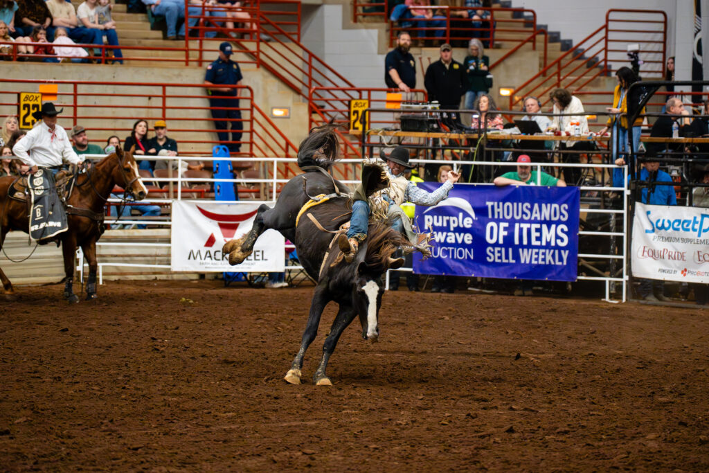 Cowboy rides bucking horse during bareback bronc event at rodeo