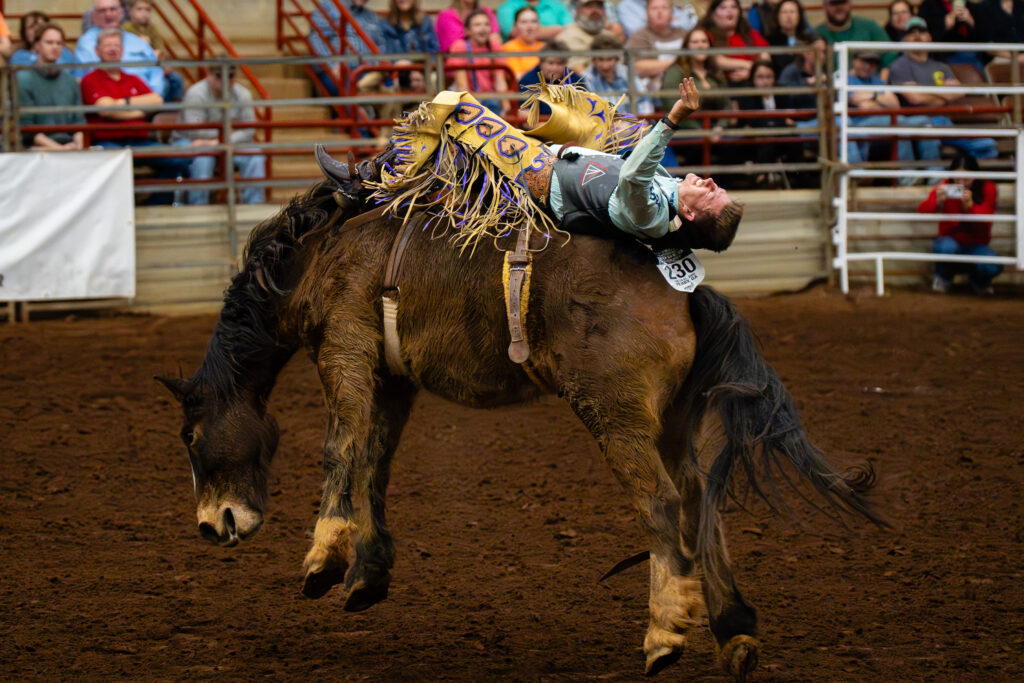 Bareback rider thrown backward on bucking horse in rodeo arena