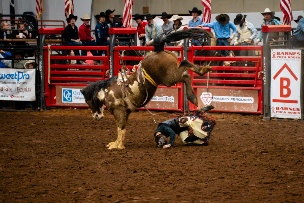 Bareback bronc rider falls to the dirt as bucking horse kicks at rodeo