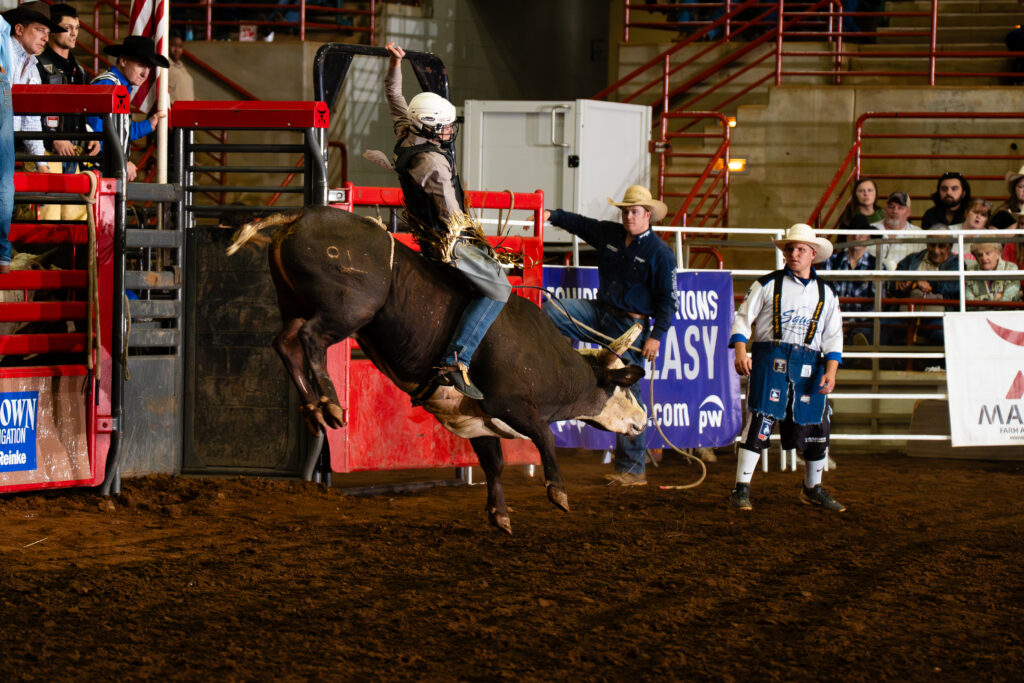 Bull rider hanging on as bull bucks in an indoor rodeo arena