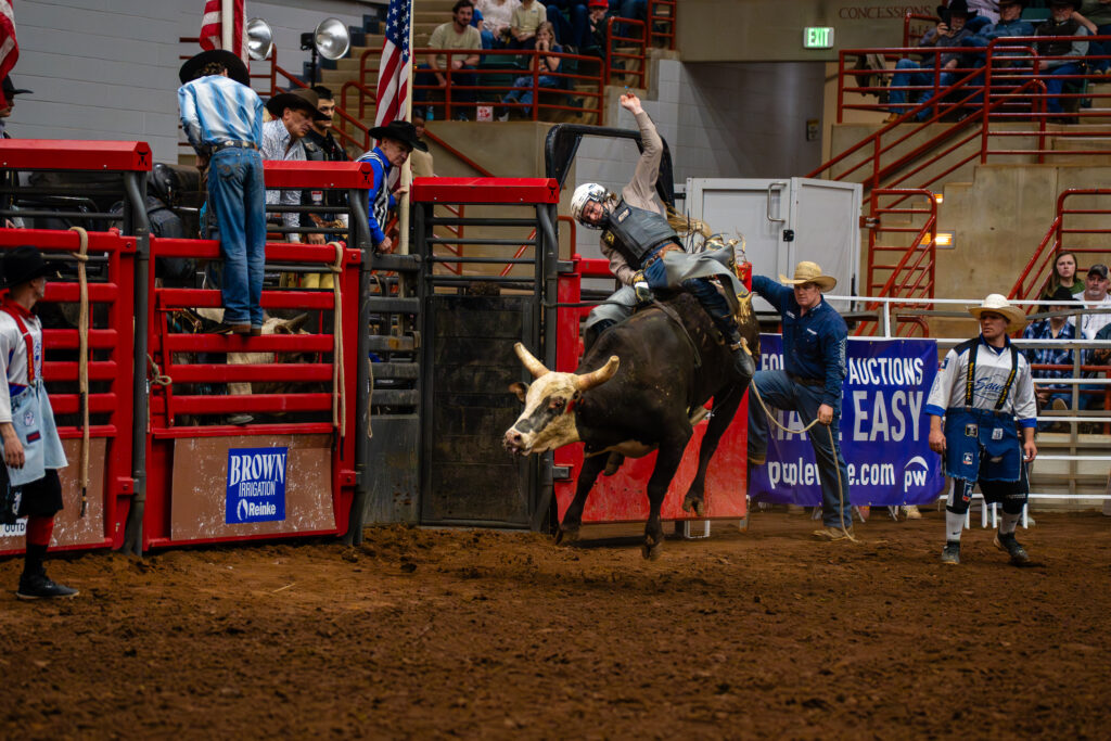 Bull rider holding on as bull charges out of chute in indoor rodeo arena