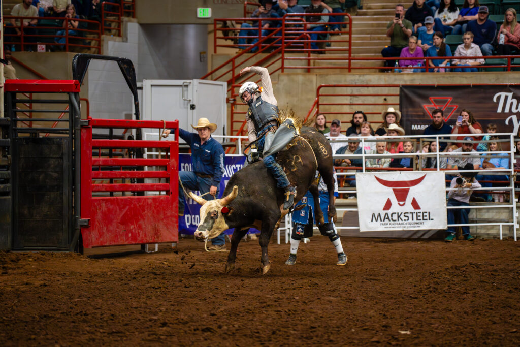 Bull rider holding on as bull bucks in an indoor rodeo arena