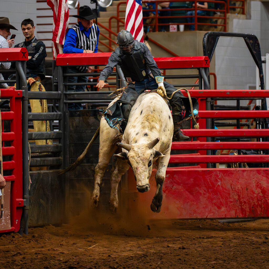 Bull rider holding on as bull charges out of red rodeo chute