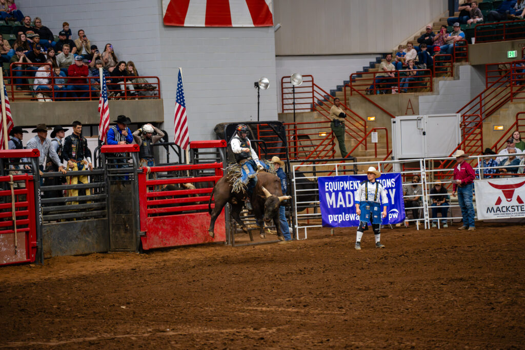 Bull rider bursts from the chute at an indoor rodeo with crowd watching