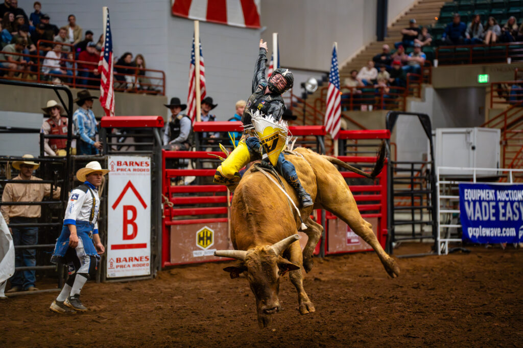 Bull rider in yellow chaps hangs on as bull bucks in indoor rodeo arena