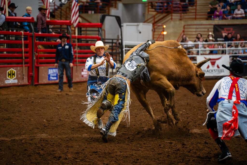 Bull rider falling off a bucking bull in an indoor rodeo arena
