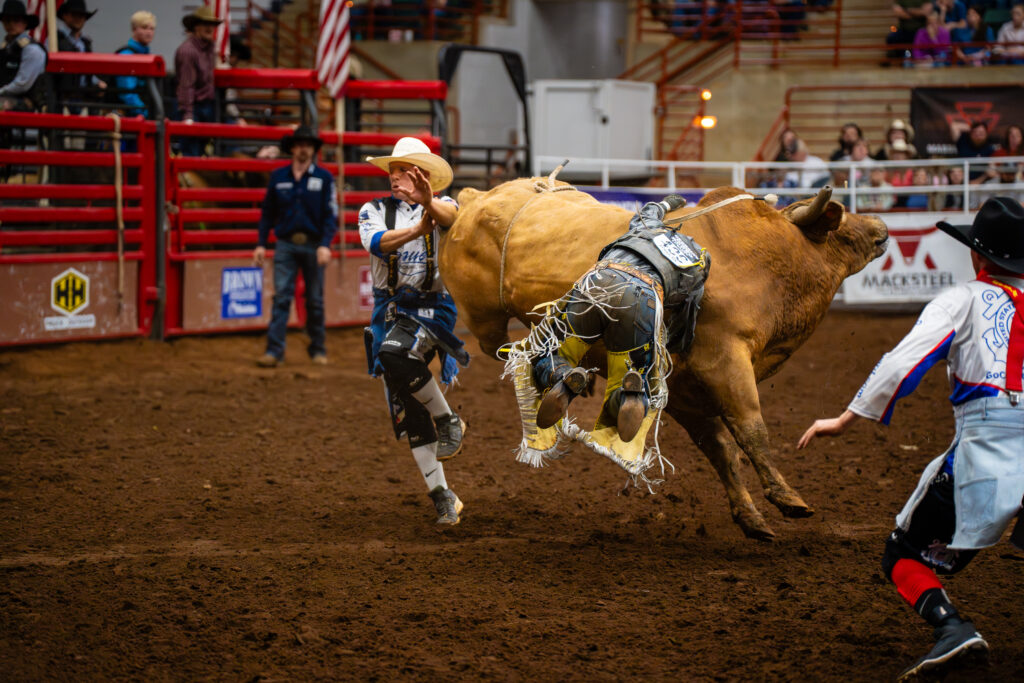 Bull rider thrown to the dirt as rodeo bull bucks in indoor arena
