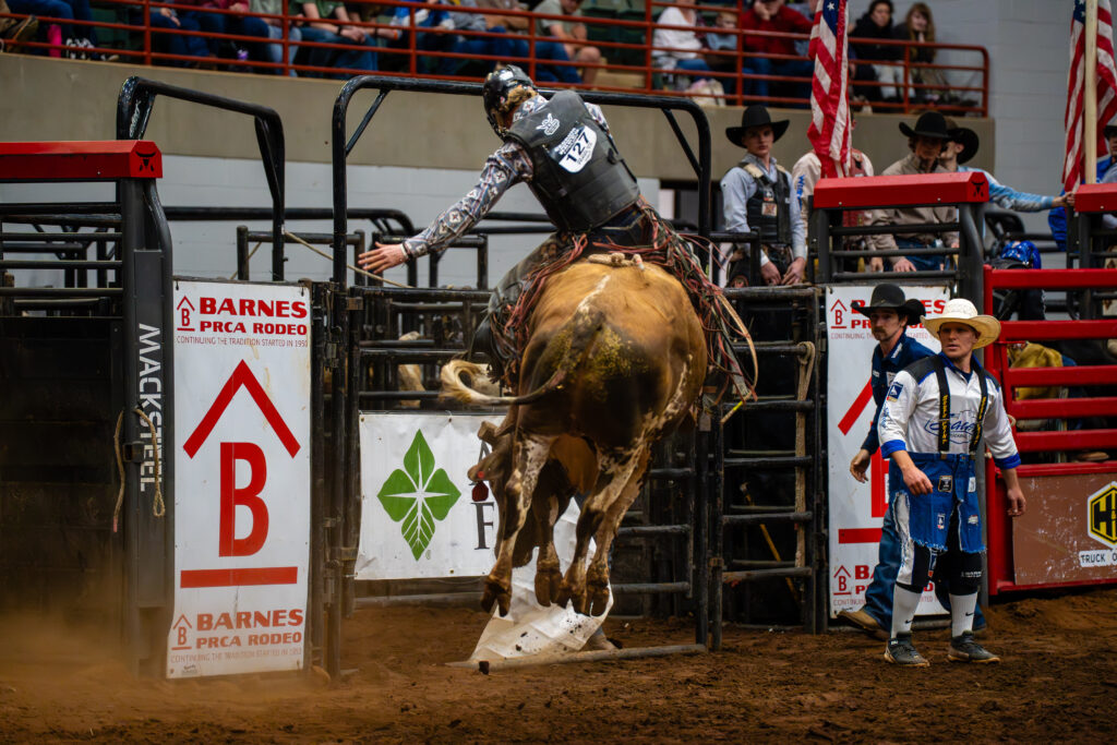 Bull rider hanging on as bucking bull charges out of rodeo chute