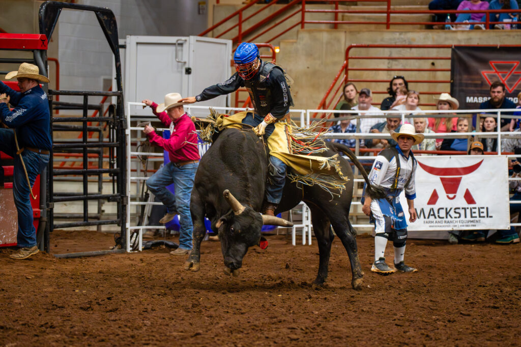 Bull rider holding on as bull bucks in an indoor rodeo arena
