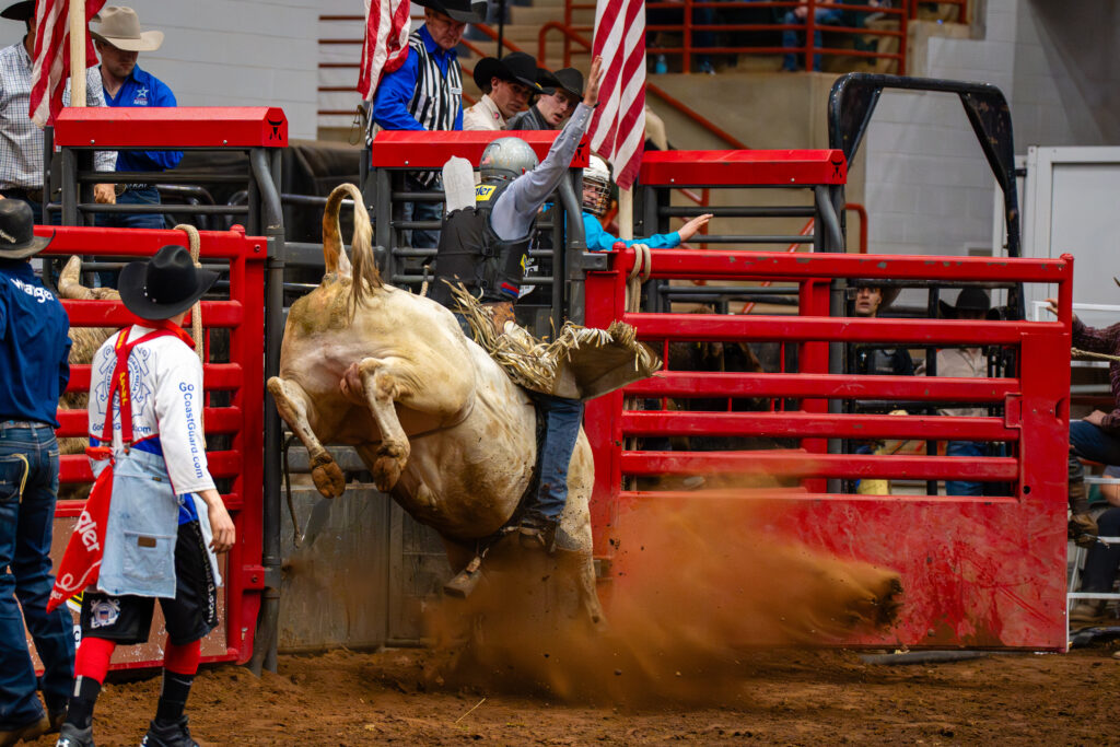 Bull rider hanging on as bucking bull explodes from red rodeo chute