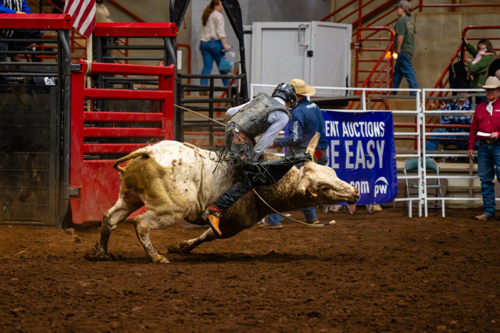 Bull rider clings to bucking bull in indoor rodeo arena