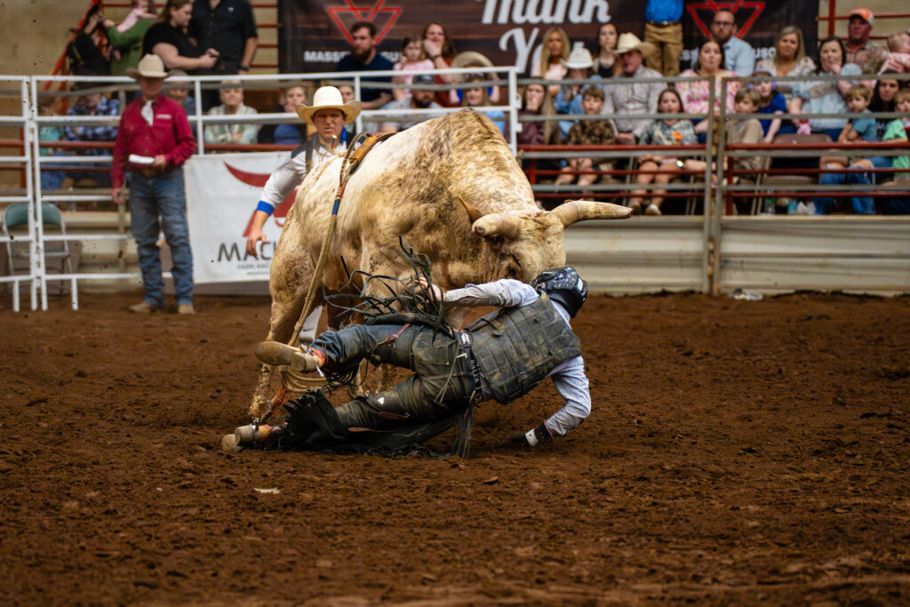 Bull rider falls to the dirt as a bucking bull twists in a rodeo arena