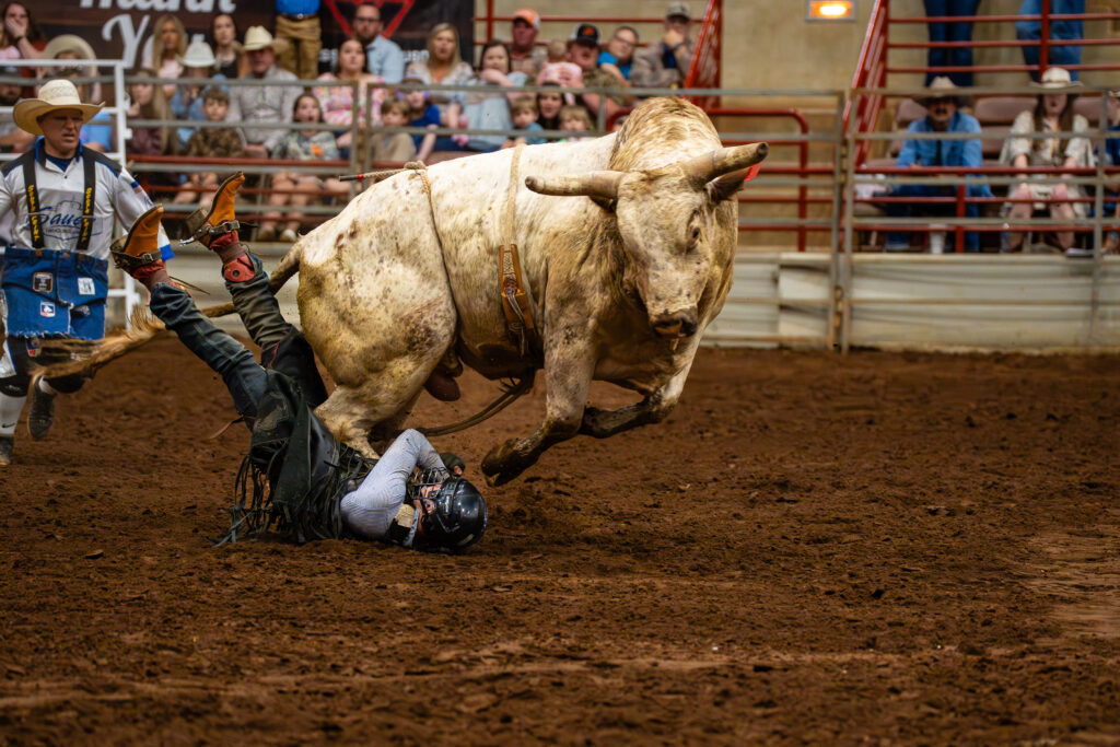 Bull rider falls to the dirt as a charging bull passes in a rodeo arena