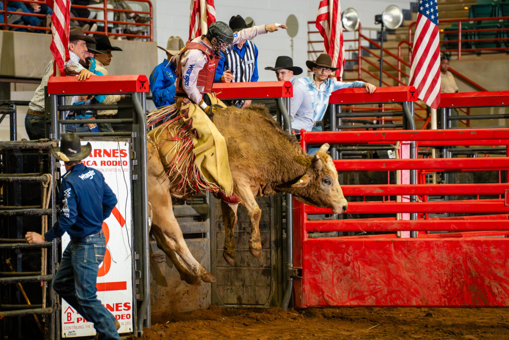 Bull rider hanging on as bull leaps from red rodeo chute