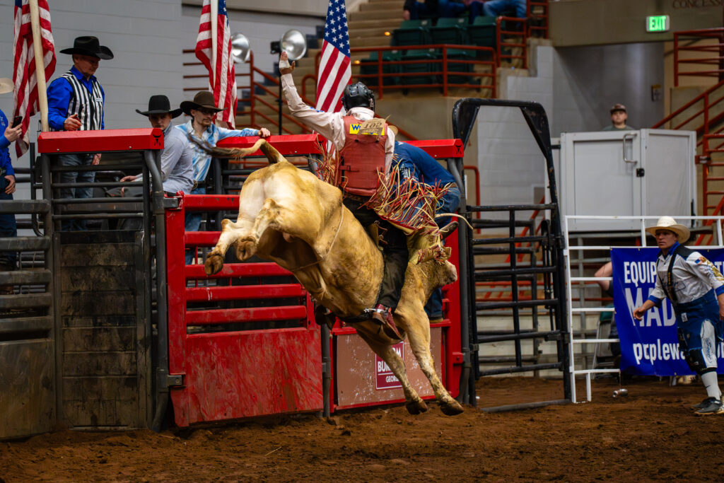 Bull rider holding on as a bucking bull leaps from the chute at a rodeo