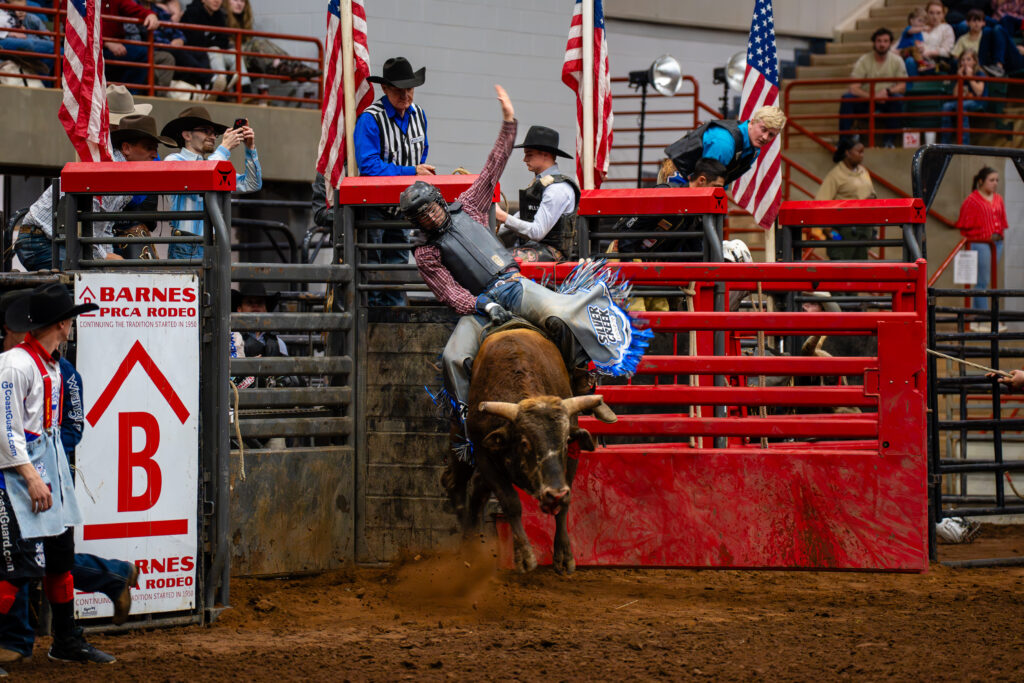 Bull rider holding on as bull charges out of red rodeo chute