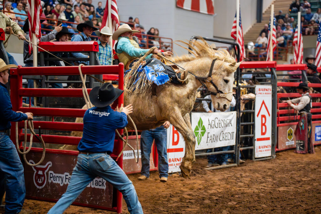 Cowboy riding bucking bronc in rodeo chute as gate opens