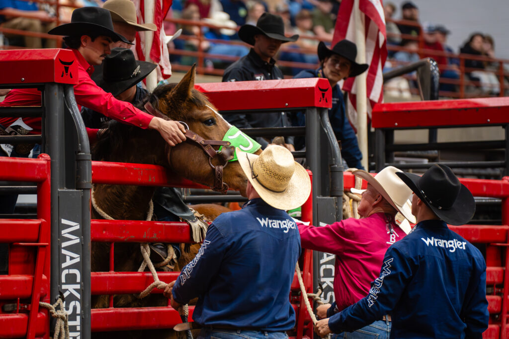 Cowboys in hats steady a bronc horse in a red rodeo chute