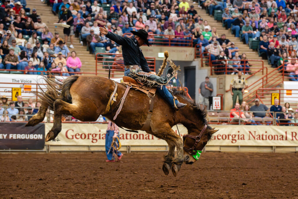 Cowboy rides bucking horse during saddle bronc event at rodeo arena