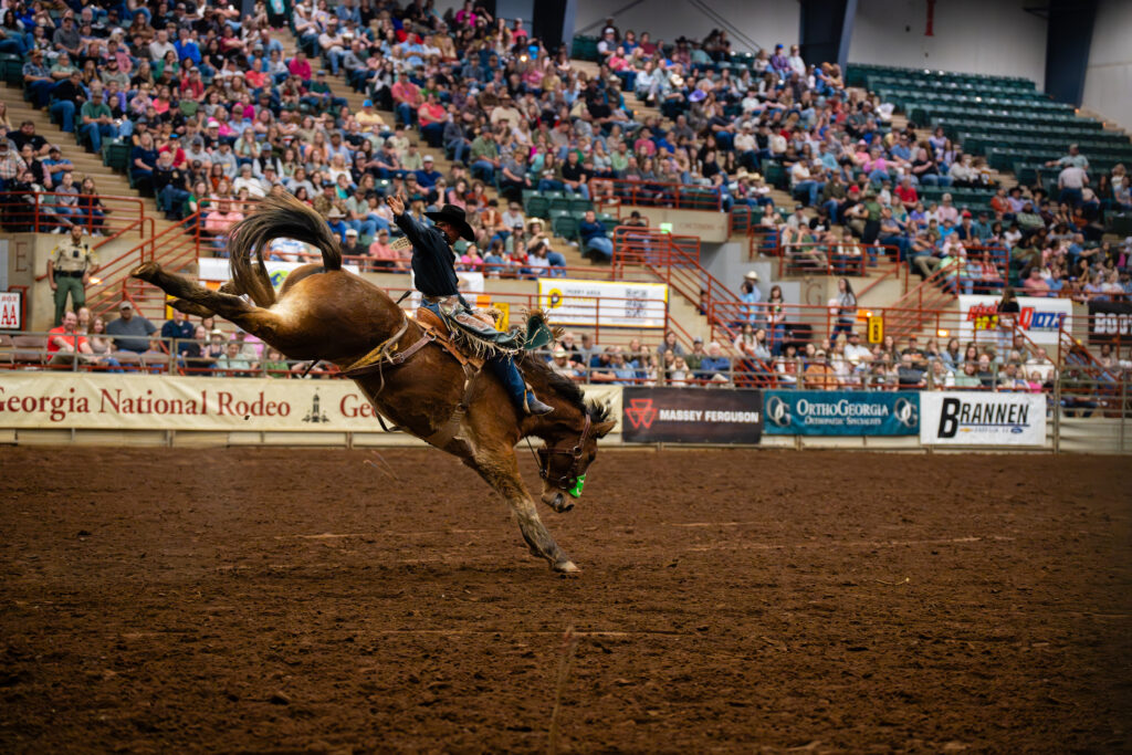 Saddle bronc rider holds on as horse bucks in front of rodeo crowd