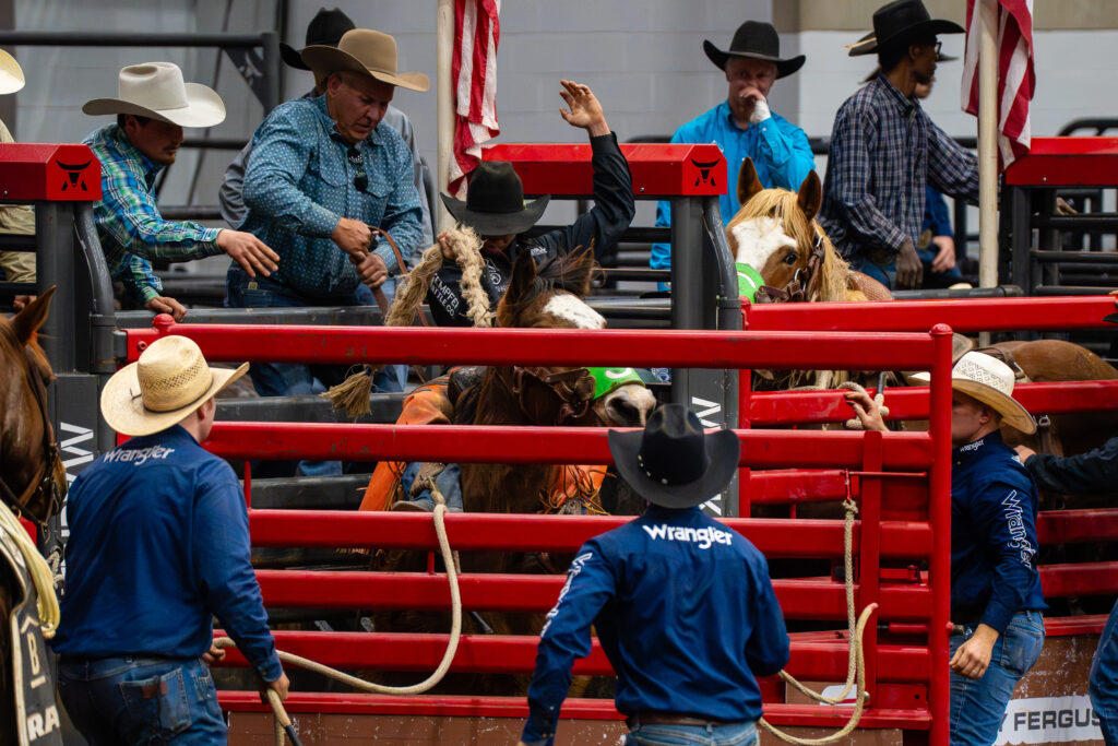 Cowboys in rodeo chute getting a bronc and rider ready to compete