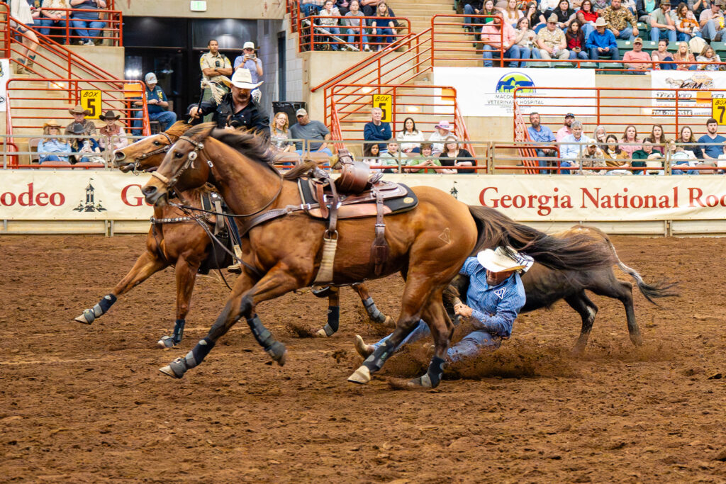Cowboy steer wrestling from horseback at Georgia National Rodeo arena