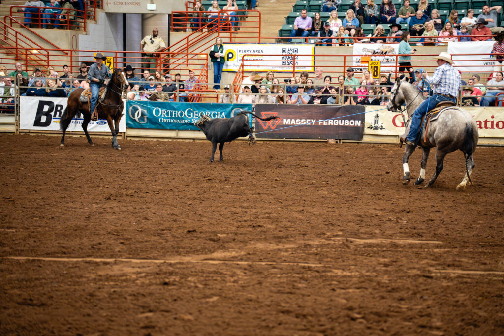 Two cowboys on horseback team roping a steer in an indoor rodeo arena