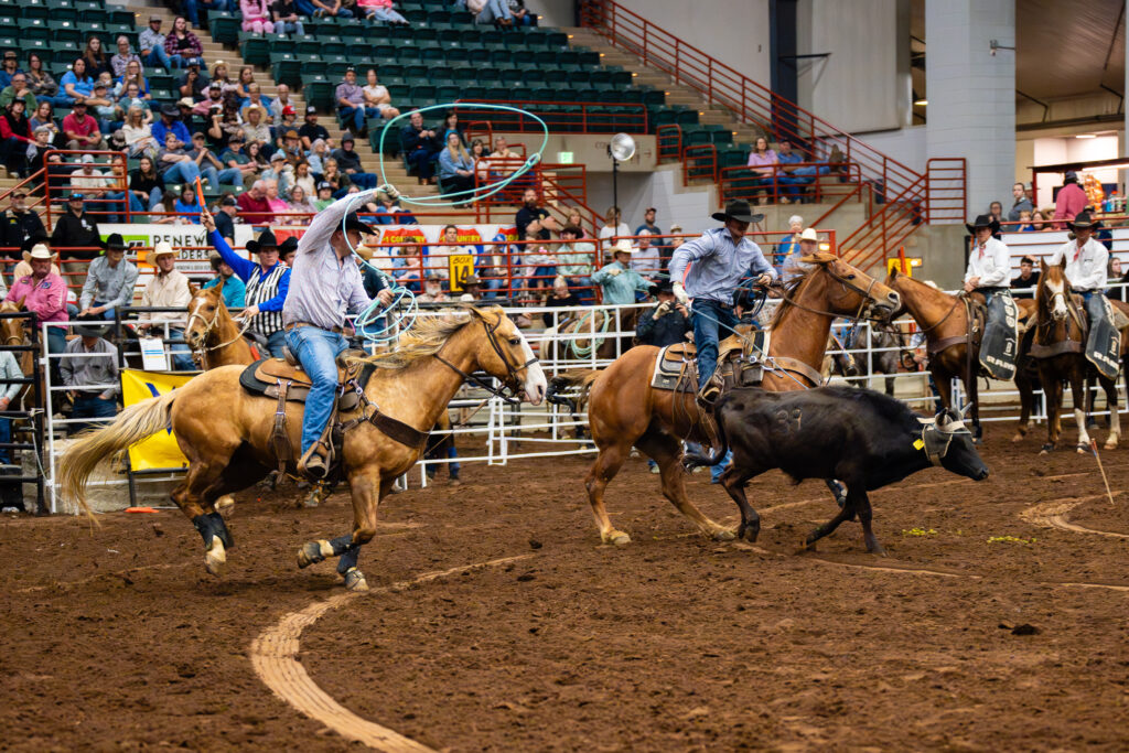 Cowboys on horseback team roping a calf in an indoor rodeo arena