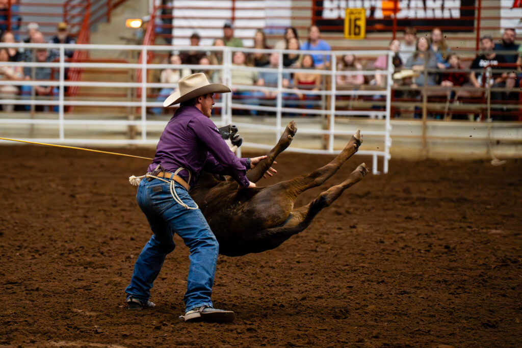Cowboy in purple shirt performing tie-down roping with calf in arena