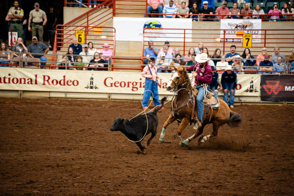Cowboy on horseback ropes a calf during tie-down roping event