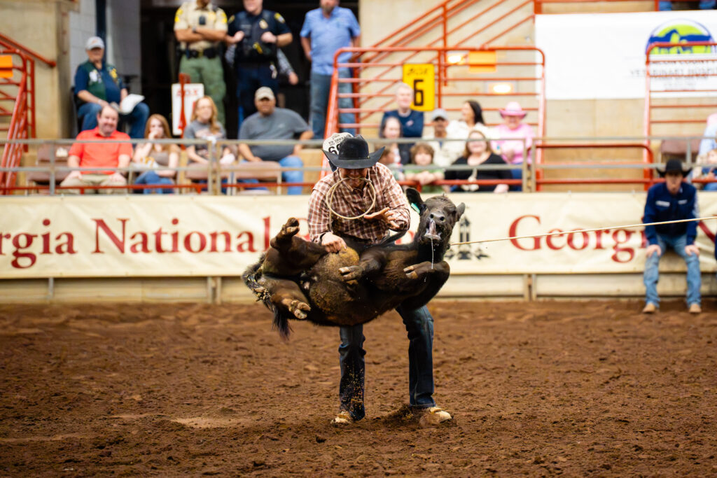 Cowboy tying a calf during tie-down roping event in indoor arena