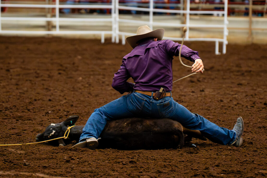Cowboy in purple shirt tying down a calf on the rodeo arena dirt