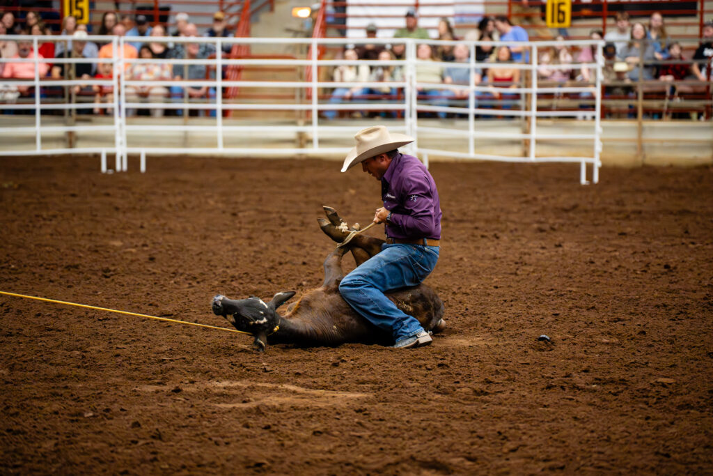 Cowboy tying a calf during a tie-down roping event in an indoor rodeo arena