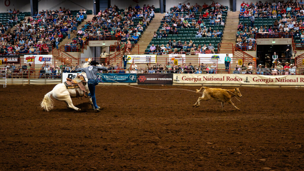 Cowboy on horseback chasing a calf during tie-down roping event