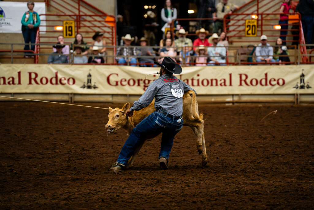 Cowboy competing in tie-down roping with calf at Georgia National Rodeo