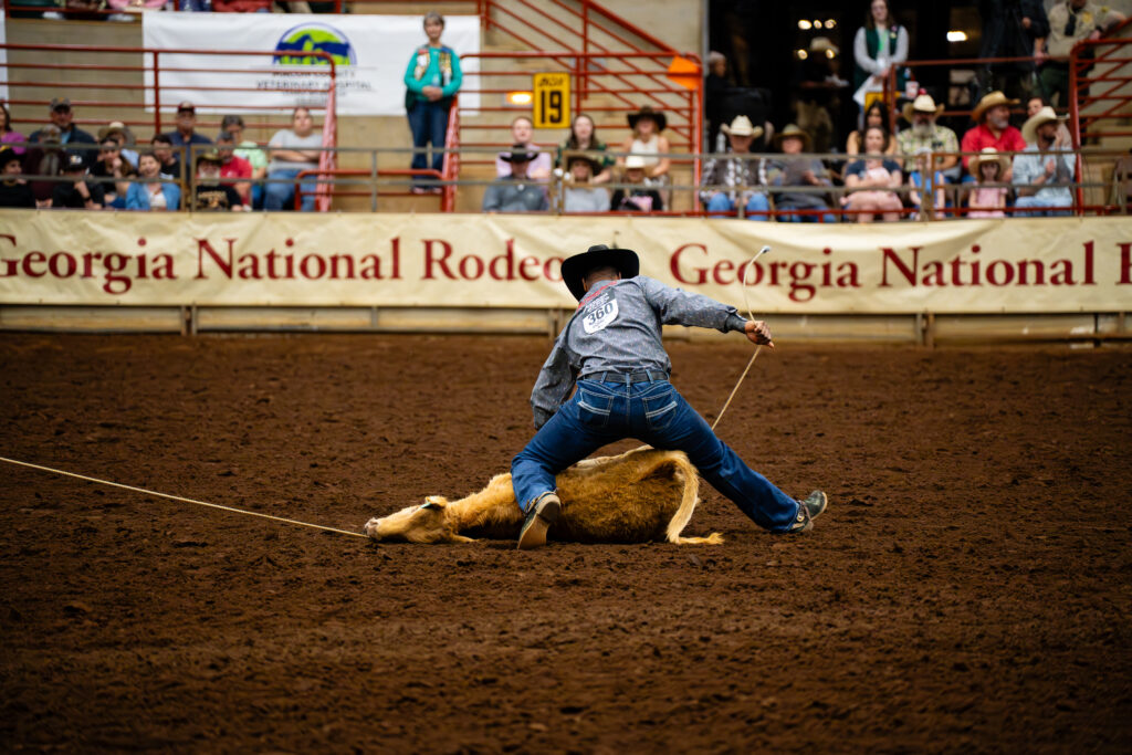 Cowboy securing calf during tie-down roping at Georgia National Rodeo