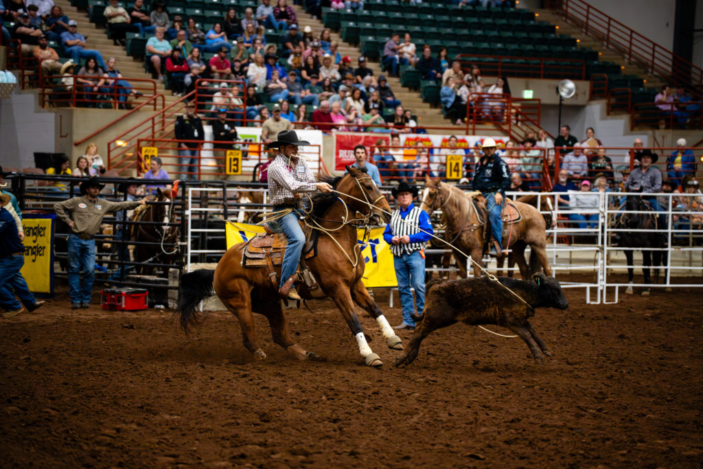 Cowboy on horseback chasing a calf during tie down roping event