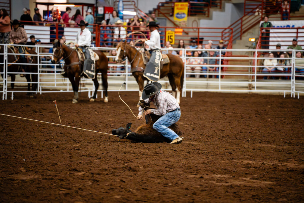 Cowboy tying a calf during tie-down roping event at an indoor rodeo arena